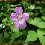 géranium noueux