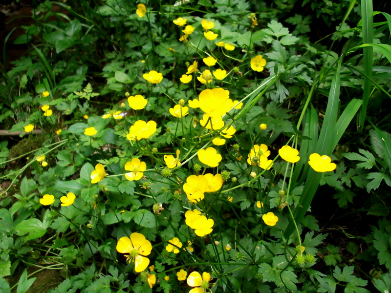 Bouton d'or ou Renoncule-rampante - Thémines Culture et PatrimoineThémines  Culture et Patrimoine